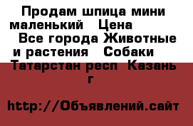 Продам шпица мини маленький › Цена ­ 15 000 - Все города Животные и растения » Собаки   . Татарстан респ.,Казань г.